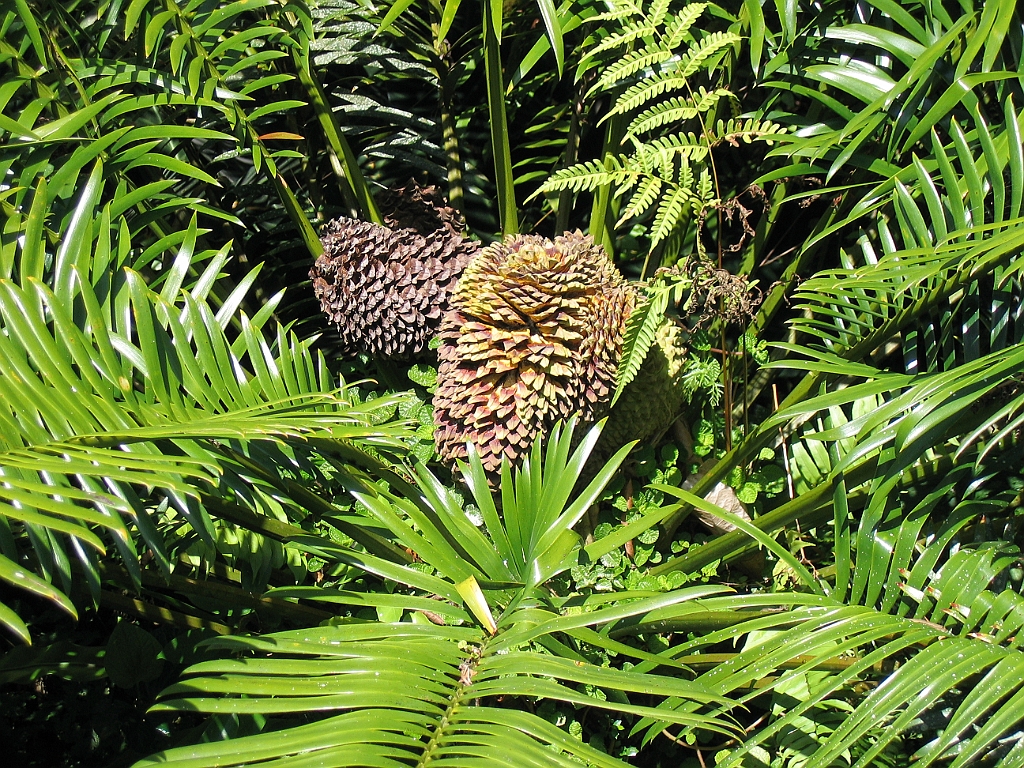 CairnsTC022 Jardin Botanique 022.jpg